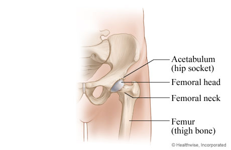 Normal hip joint. Normal hip joint.