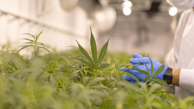 Cannabis plants and worker.