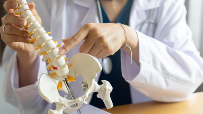 Chiropractor pointing at vertebrae on model of a spine